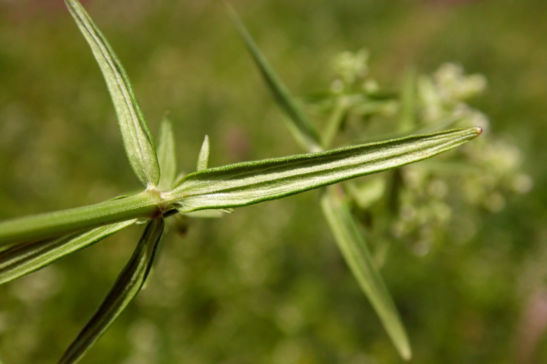 Изображение особи Galium boreale.