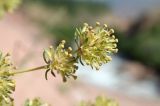 Asperula kirghisorum