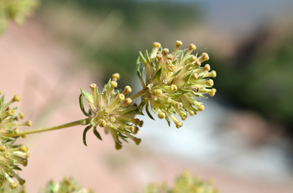 Изображение особи Asperula kirghisorum.