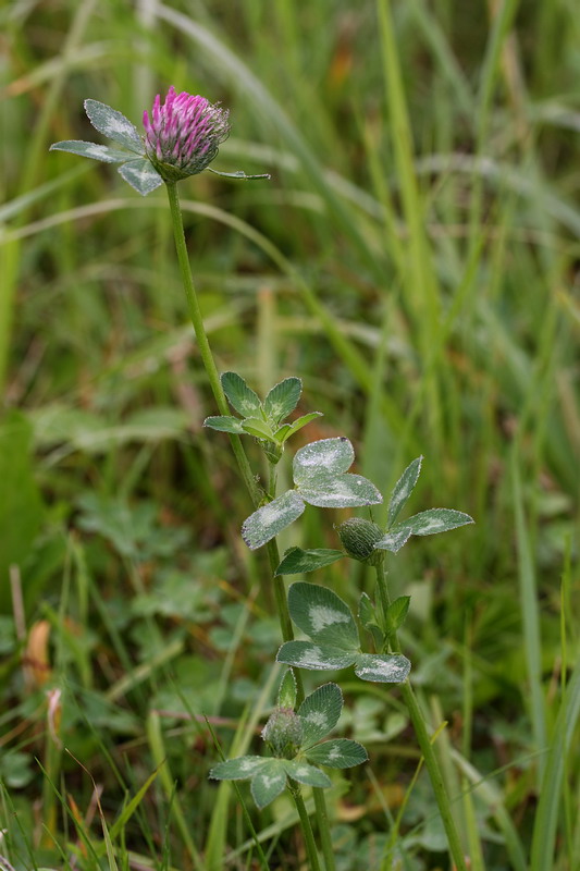 Изображение особи Trifolium pratense.