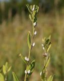 Lithospermum officinale