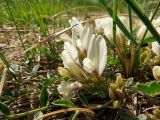 Astragalus scaberrimus