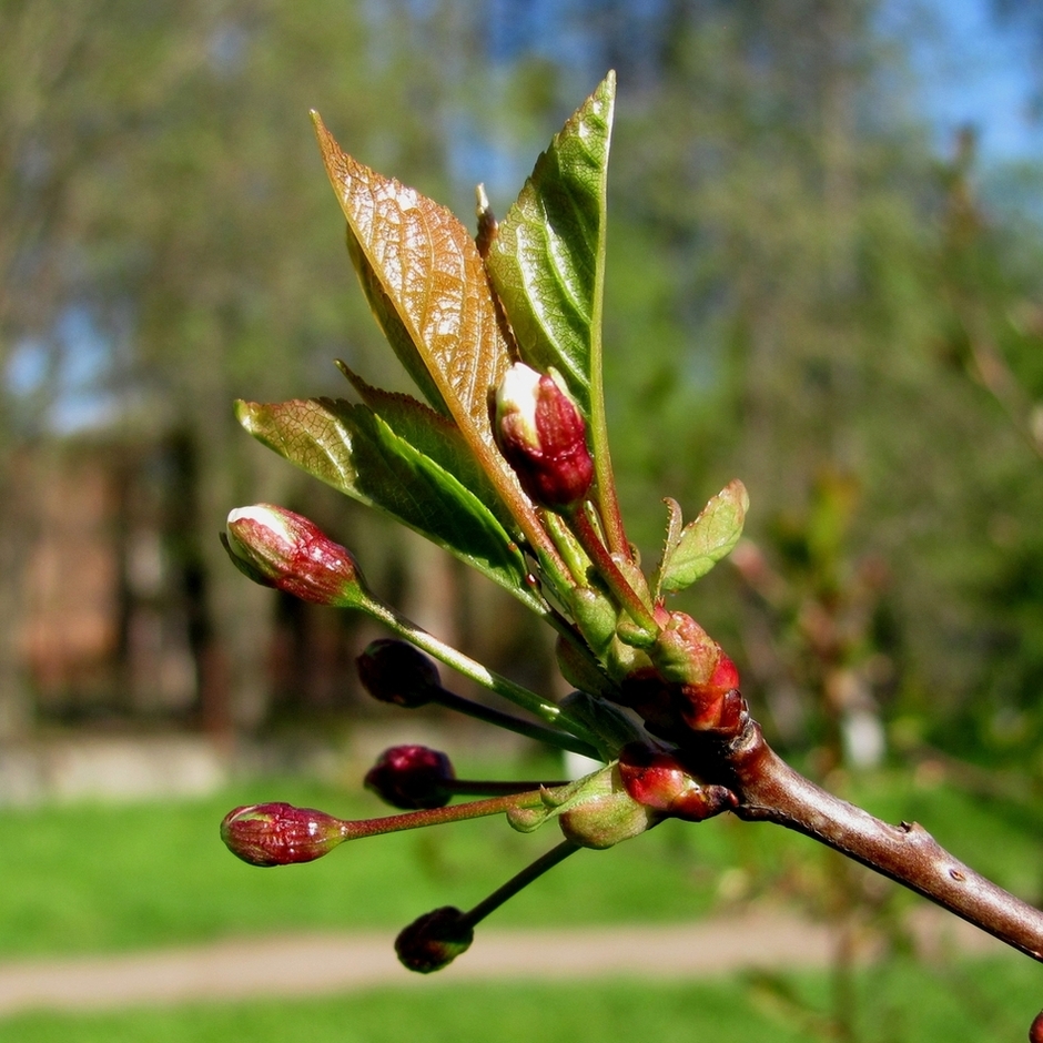 Изображение особи Cerasus vulgaris.