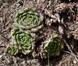 Rosularia platyphylla