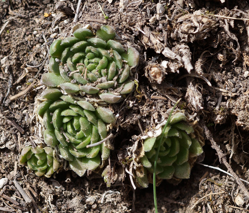 Image of Rosularia platyphylla specimen.