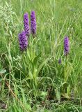 Dactylorhiza sibirica