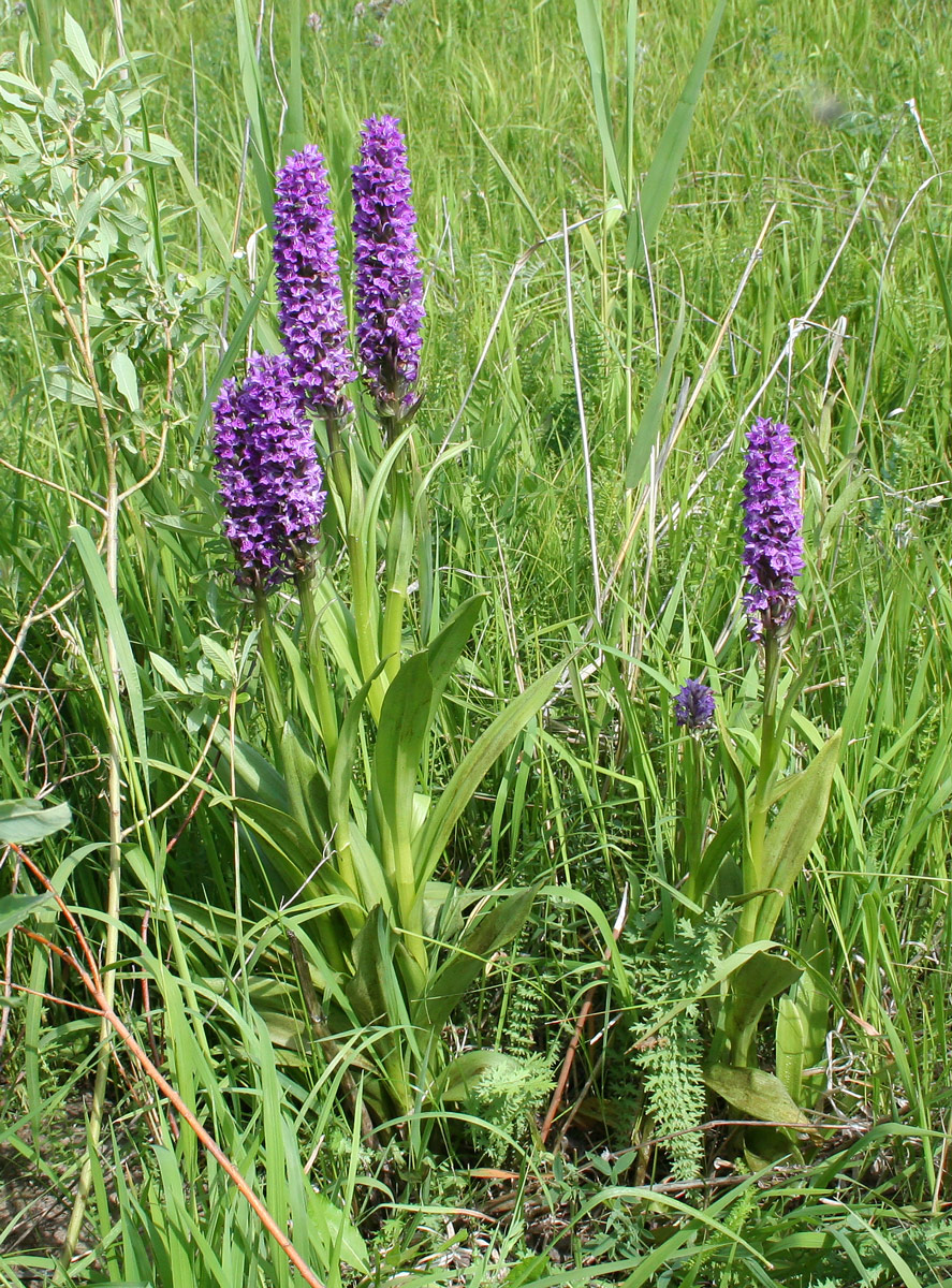 Изображение особи Dactylorhiza sibirica.