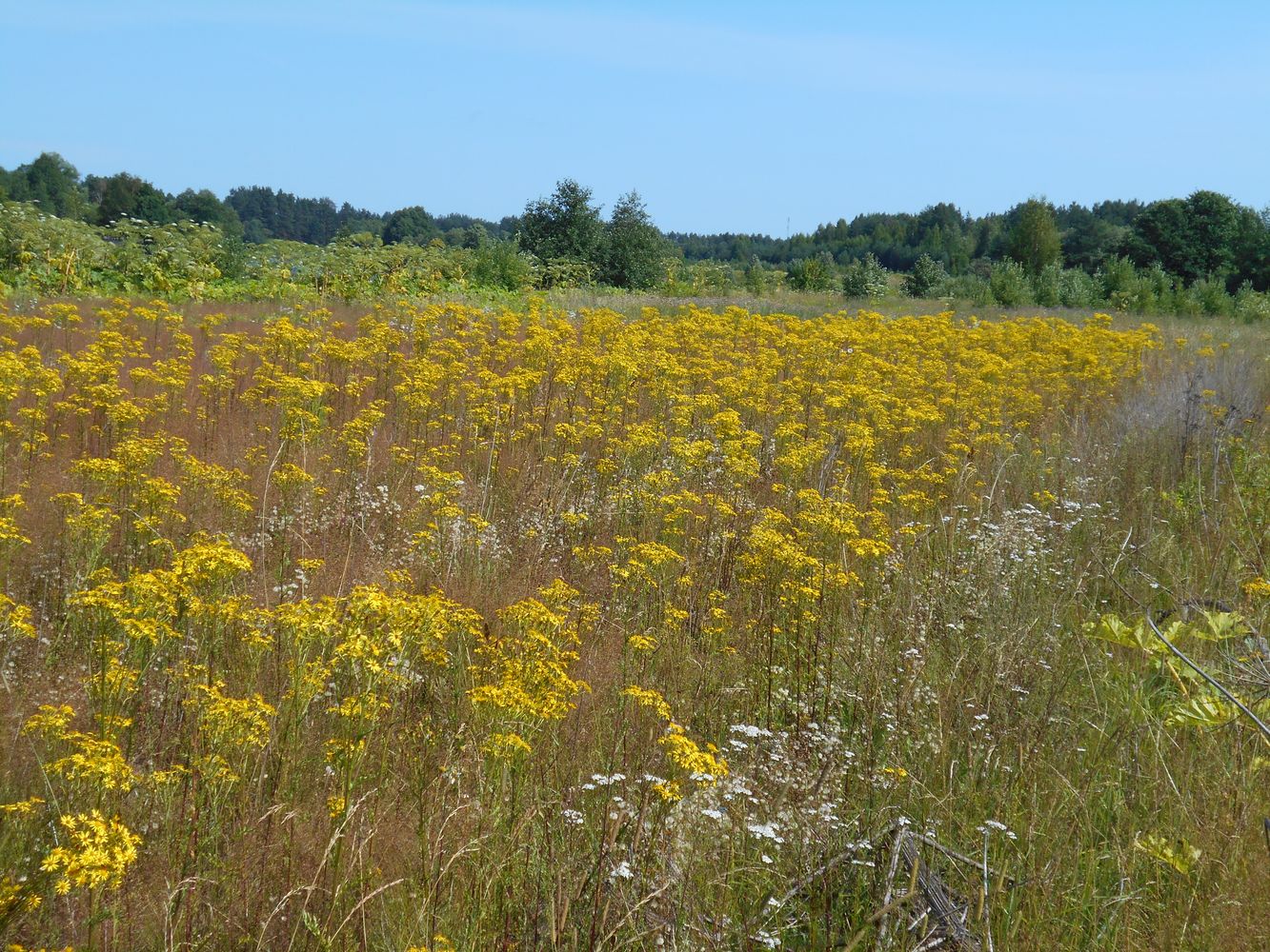 Image of Senecio jacobaea specimen.