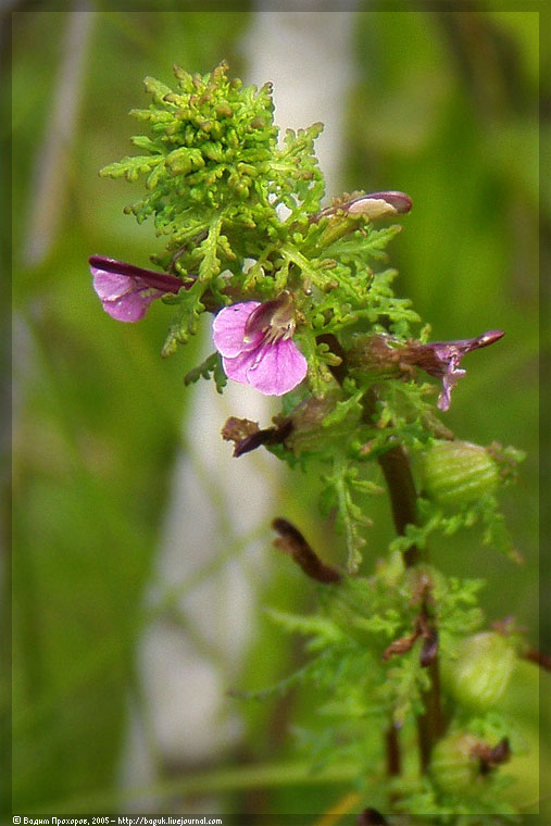 Изображение особи Pedicularis palustris.