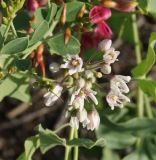 Cynanchum sibiricum