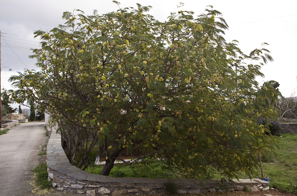 Изображение особи Leucaena leucocephala.