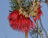 Calothamnus villosus