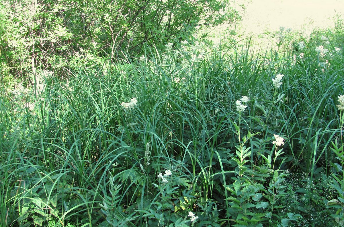 Изображение особи Carex atherodes.