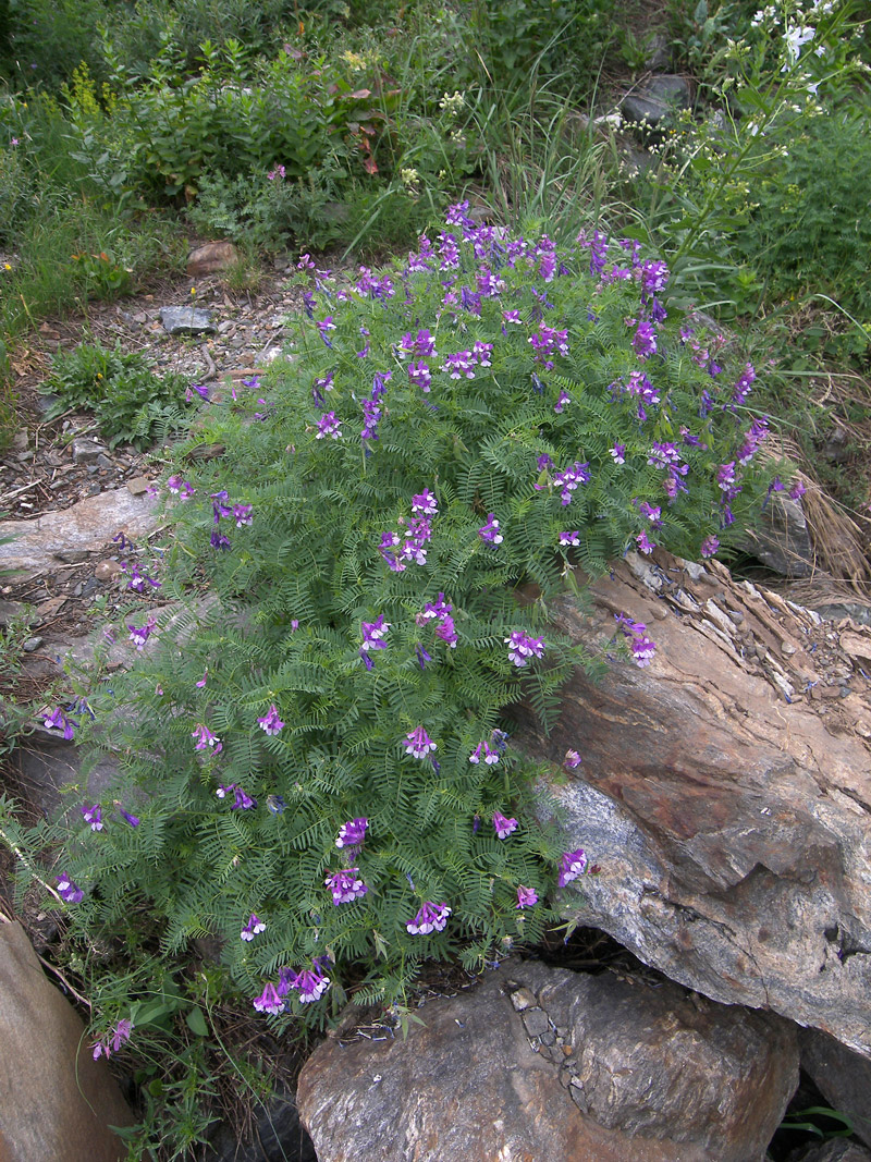 Изображение особи Vicia sosnowskyi.