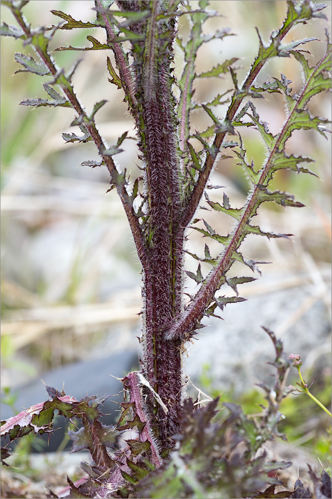 Image of Cirsium palustre specimen.