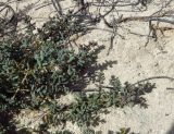 Suaeda vermiculata