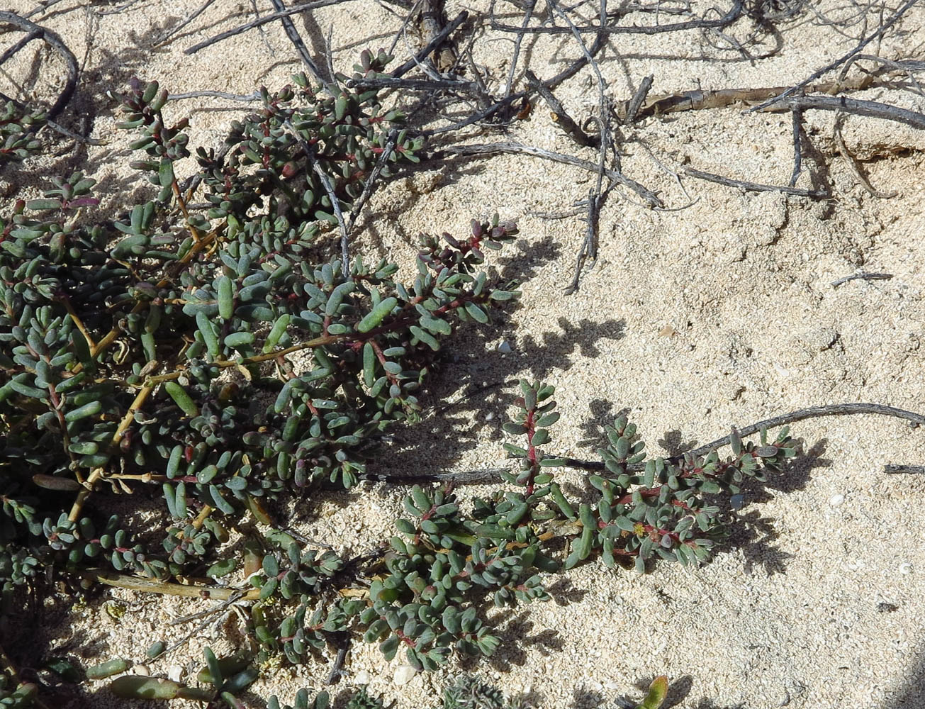 Image of Suaeda vermiculata specimen.