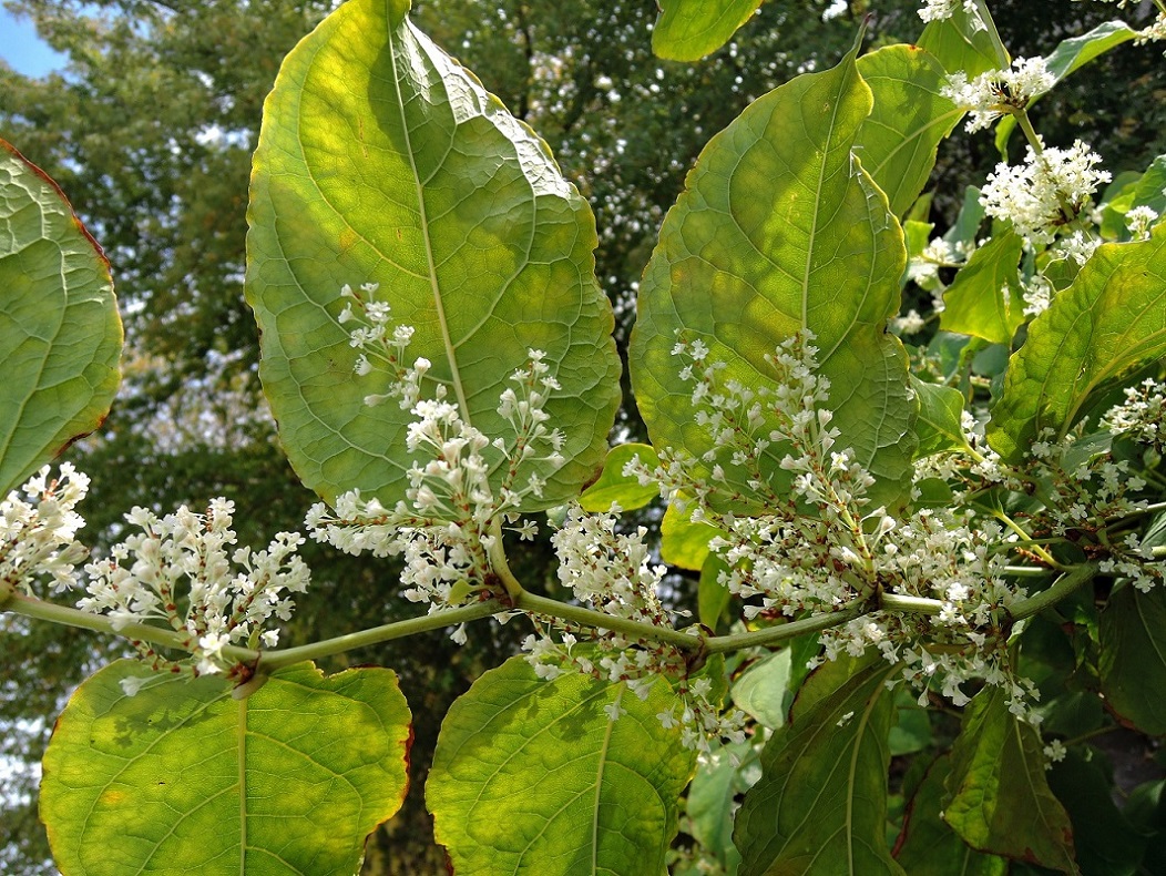 Изображение особи Reynoutria × bohemica.