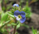 Veronica acinifolia