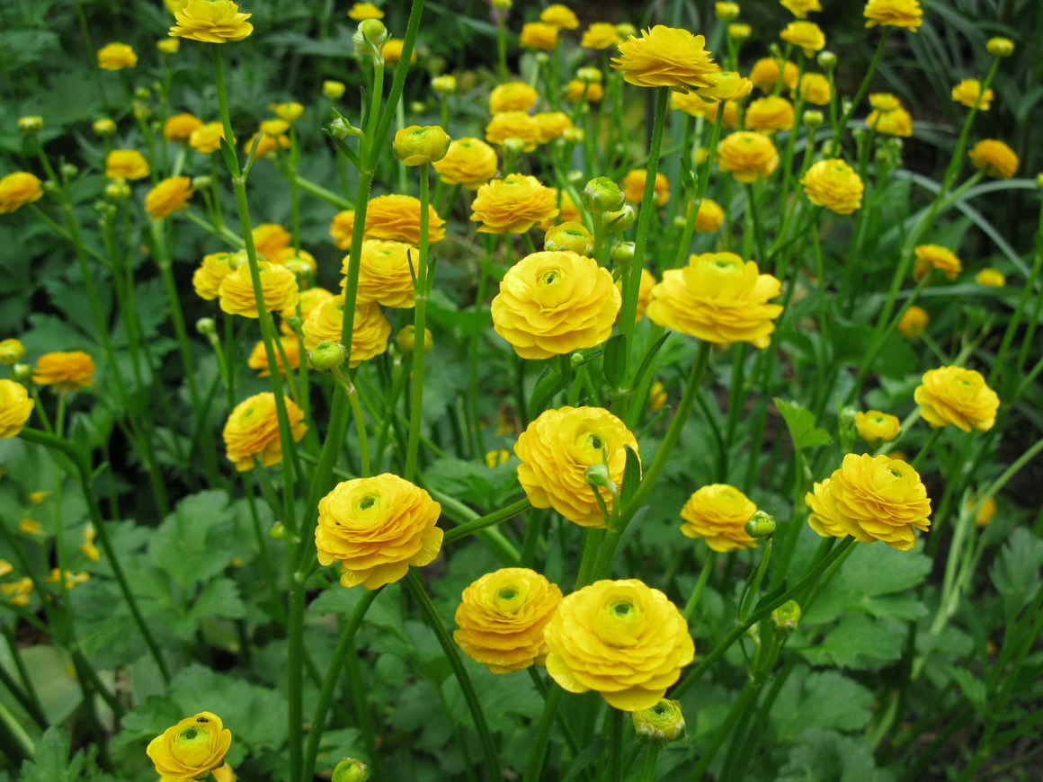 Image of Ranunculus repens specimen.