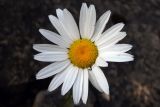 Leucanthemum vulgare