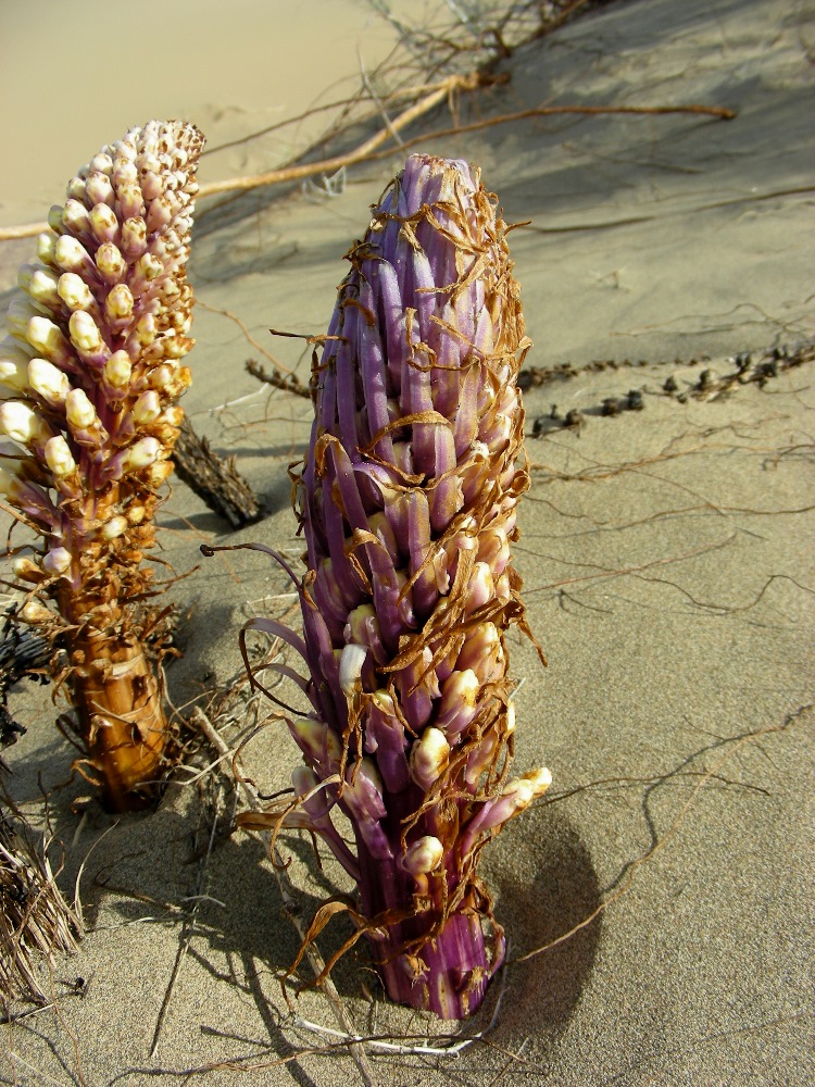 Image of Cistanche flava specimen.