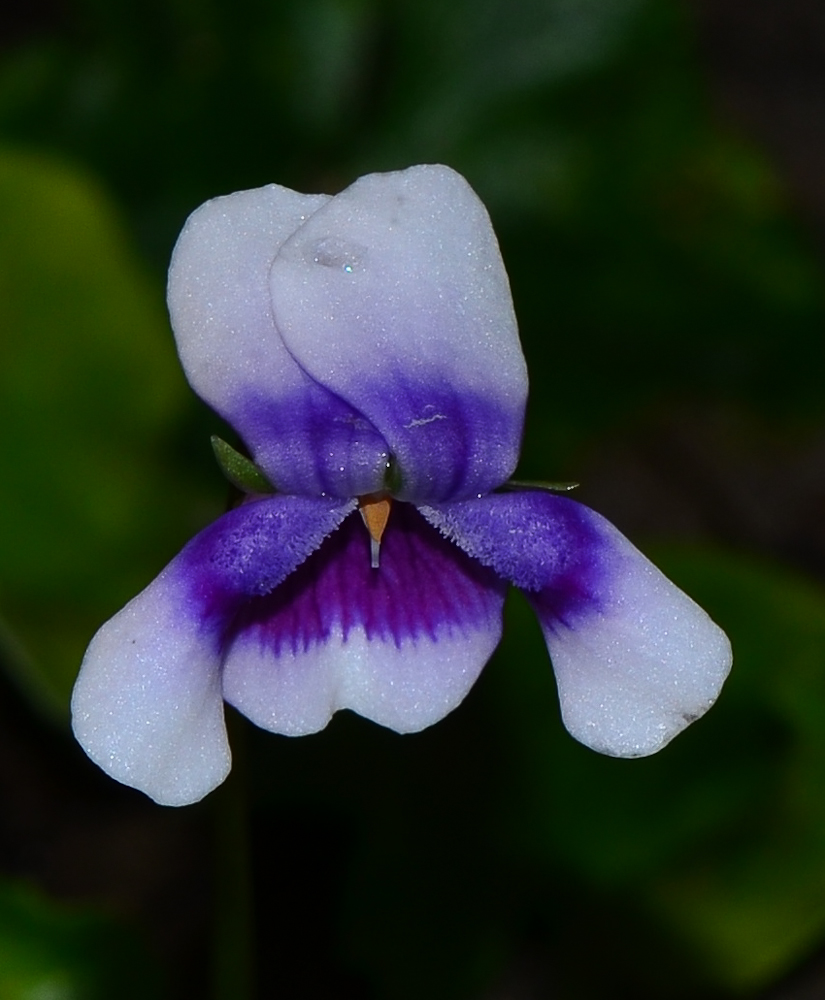 Изображение особи Viola hederacea.