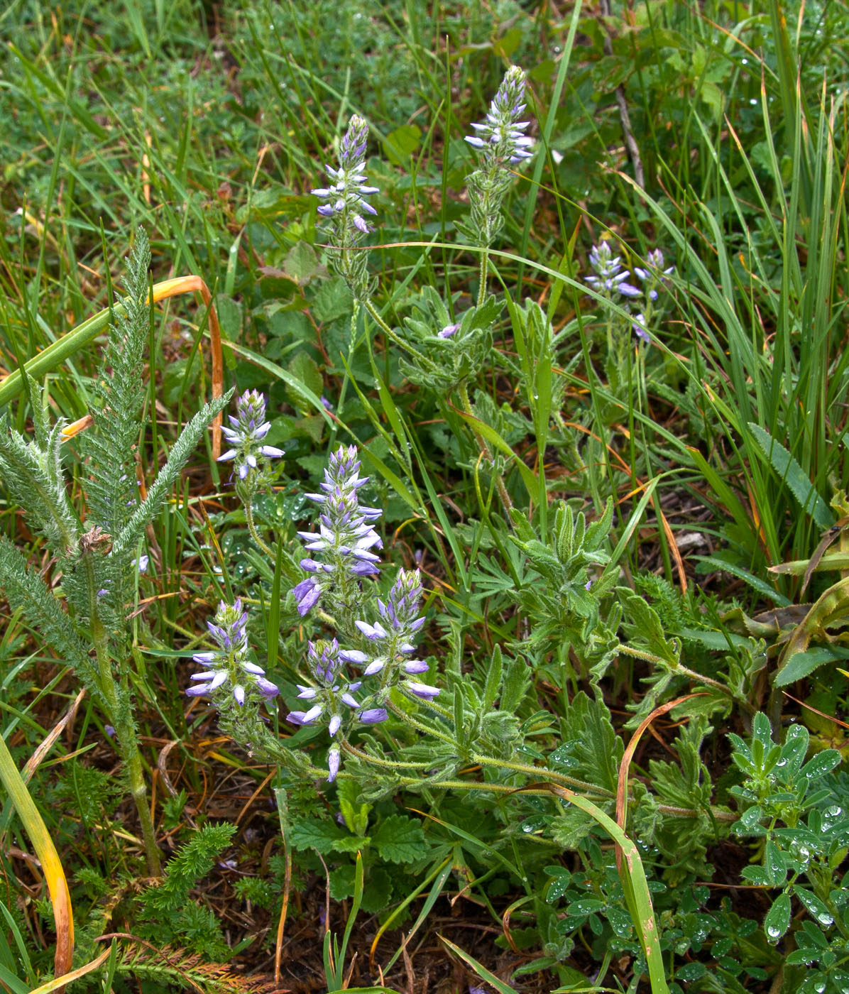 Image of Veronica jacquinii specimen.