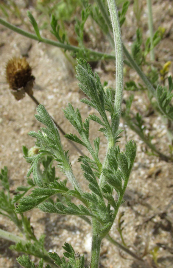 Image of Anthemis dubia specimen.