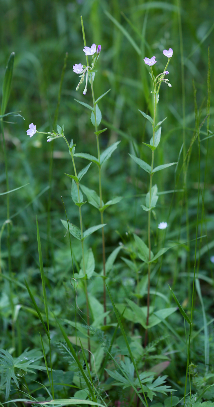 Изображение особи Epilobium montanum.