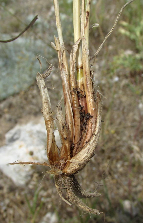 Изображение особи Agropyron pectinatum.