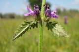 Betonica officinalis