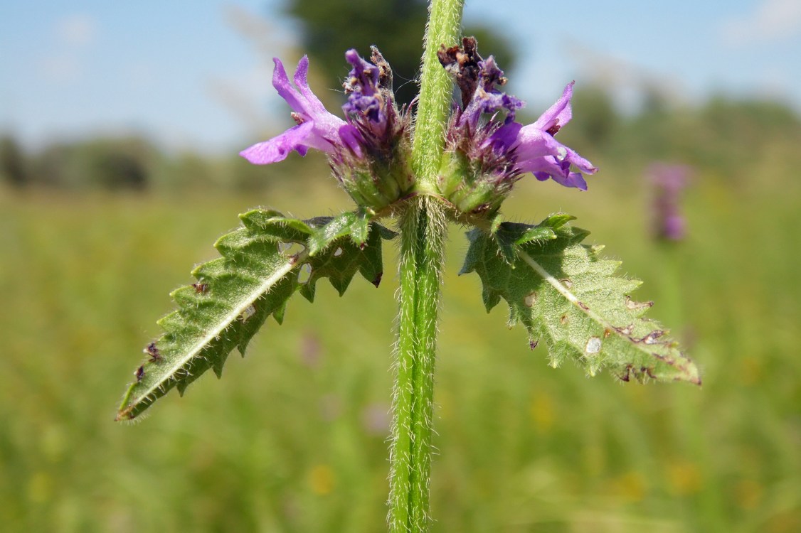 Изображение особи Betonica officinalis.