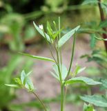 Epilobium pseudorubescens. Верхушка цветущего растения. Костромская обл., г. Нерехта, огород. 09.07.2016.