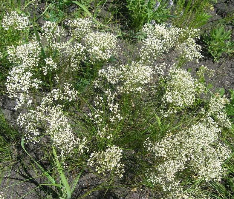 Image of Eremogone longifolia specimen.