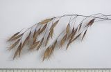 Bromus japonicus