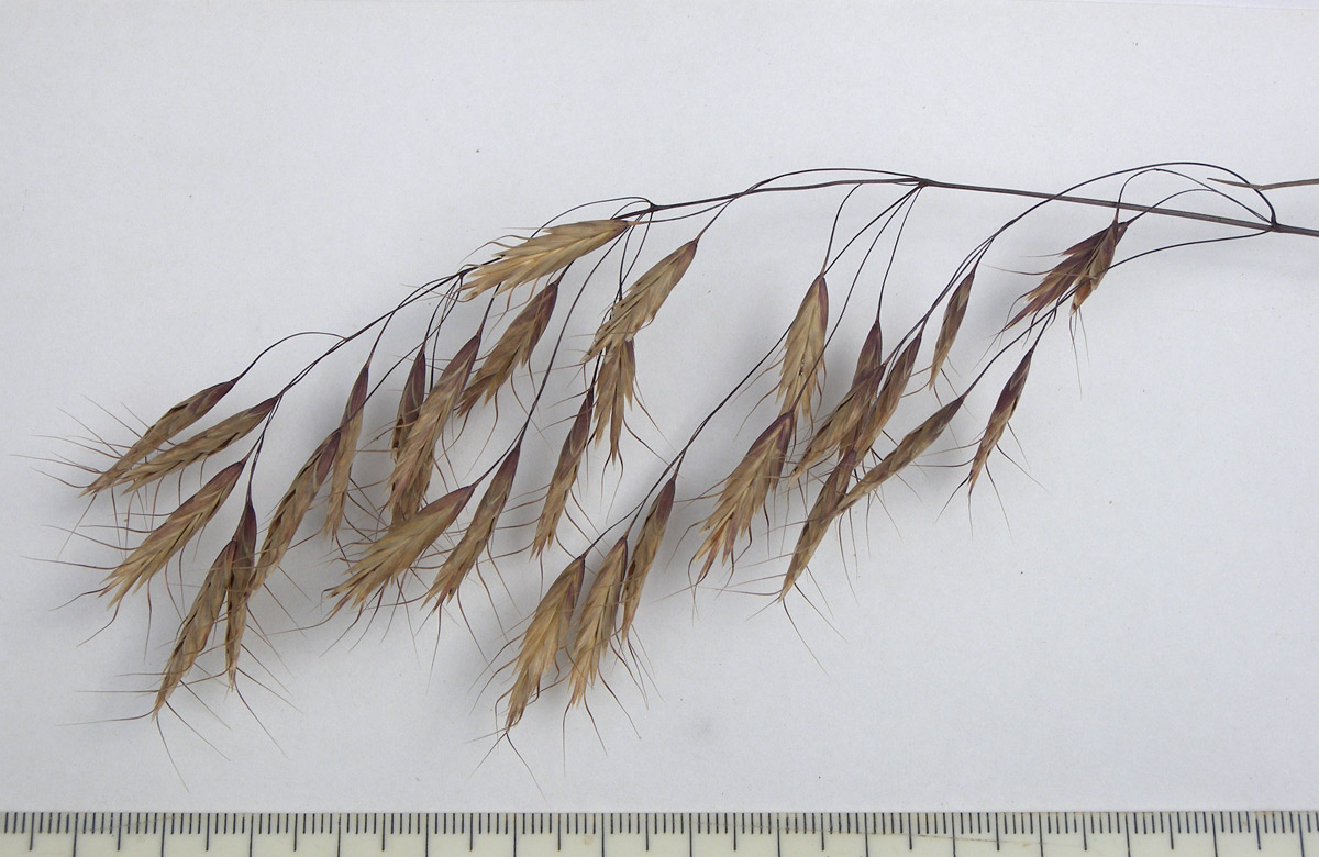 Image of Bromus japonicus specimen.