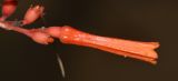 Hamelia patens