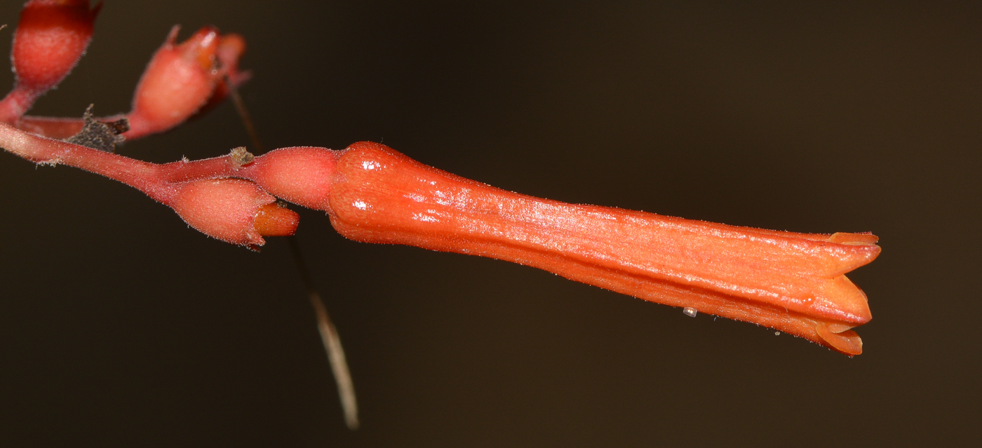 Изображение особи Hamelia patens.