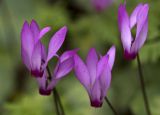 Cyclamen repandum подвид peloponnesiacum. Цветки. Греция, Пелопоннес, Мессения, влажный лес возле ущелья Фарангаки Перистерия. 29.03.2015.