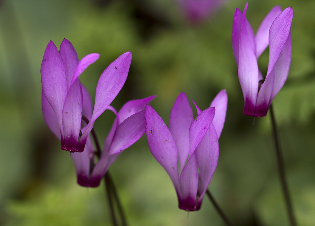 Изображение особи Cyclamen repandum ssp. peloponnesiacum.