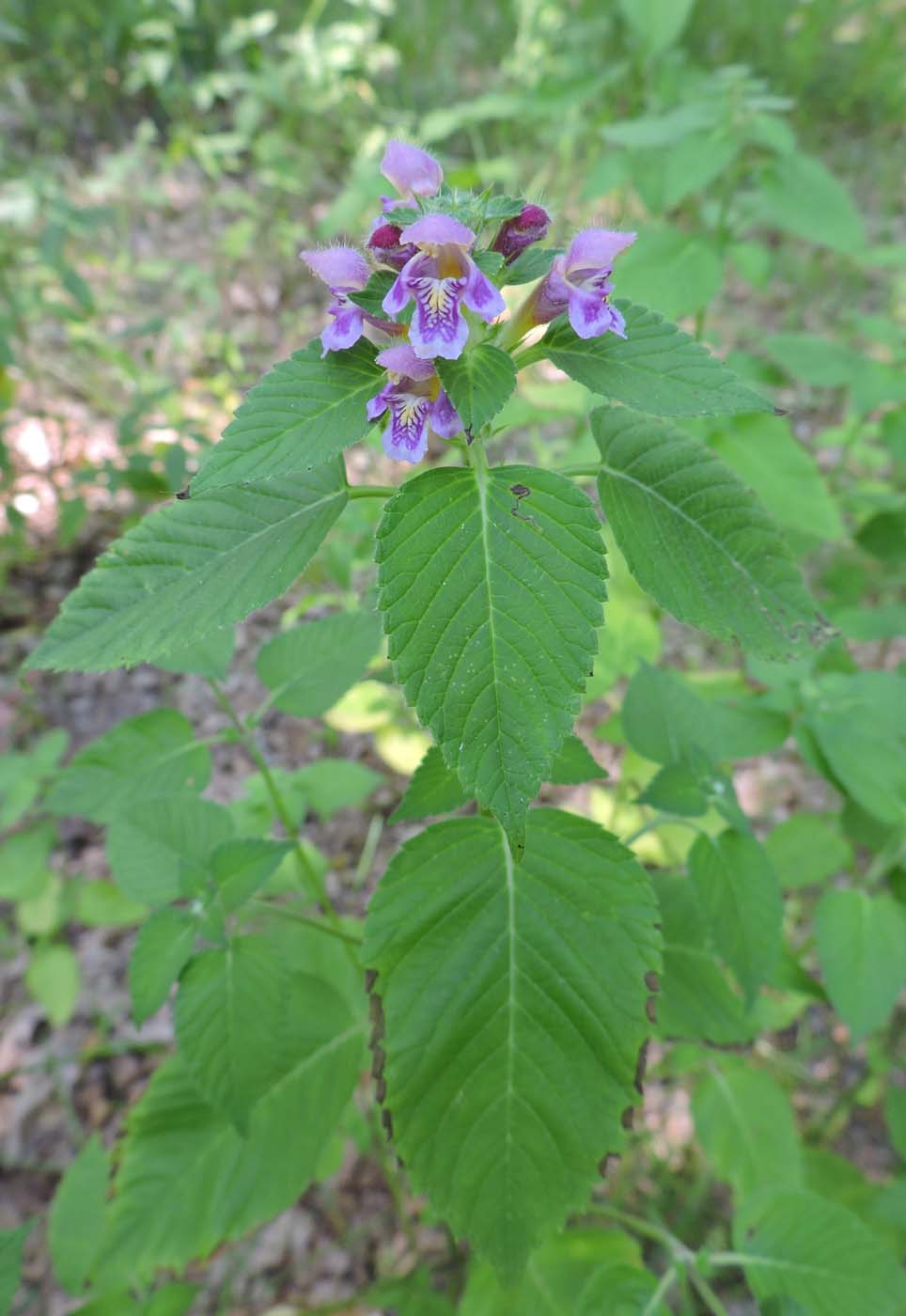 Image of Galeopsis pubescens specimen.