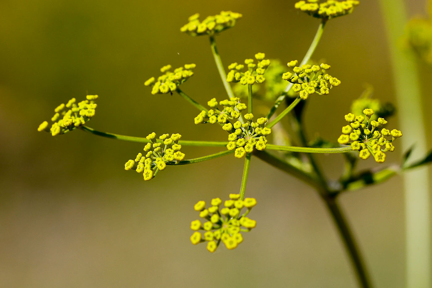 Изображение особи Pastinaca sylvestris.