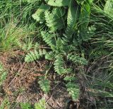 Erodium cicutarium. Вегетирующее растение. Краснодарский край, Абинский р-н, ст-ца Холмская, луг. 01.10.2016.