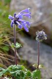 Dracocephalum laniflorum