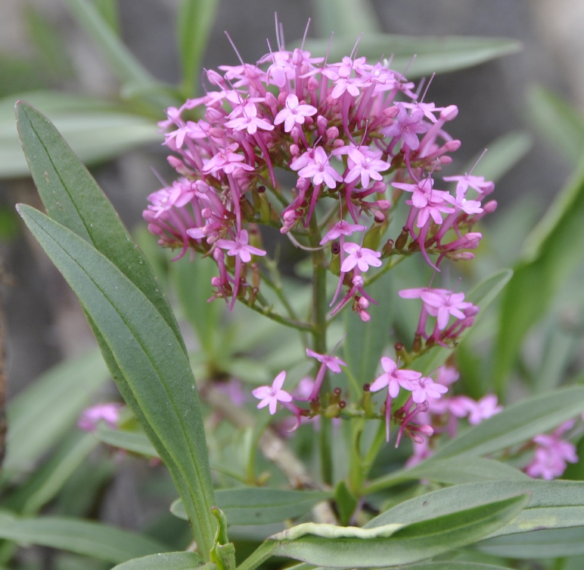 Изображение особи Centranthus ruber.