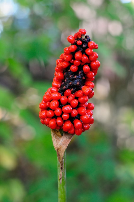 Изображение особи Arisaema peninsulae.