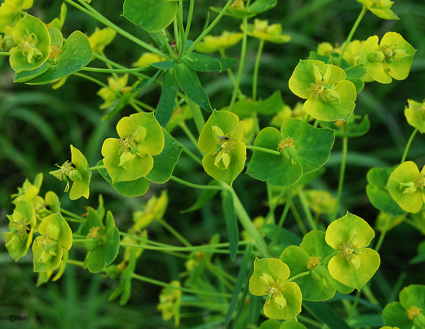 Image of Euphorbia virgata specimen.