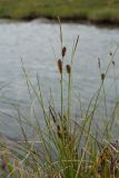 Carex rotundata