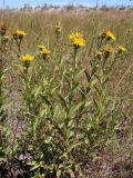 Inula aspera